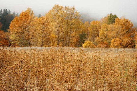 Field of Gold I White Modern Wood Framed Art Print with Double Matting by Geyman, Vitaly