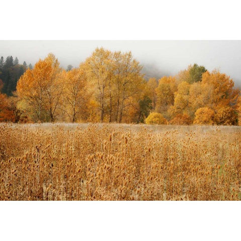 Field of Gold I Black Modern Wood Framed Art Print with Double Matting by Geyman, Vitaly