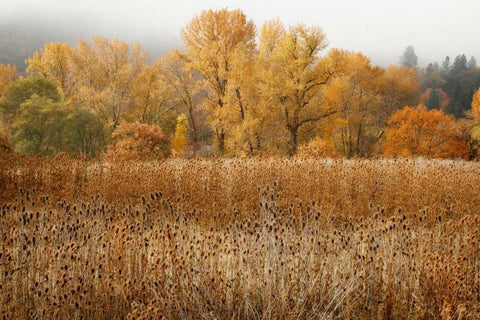Field of Gold II White Modern Wood Framed Art Print with Double Matting by Geyman, Vitaly