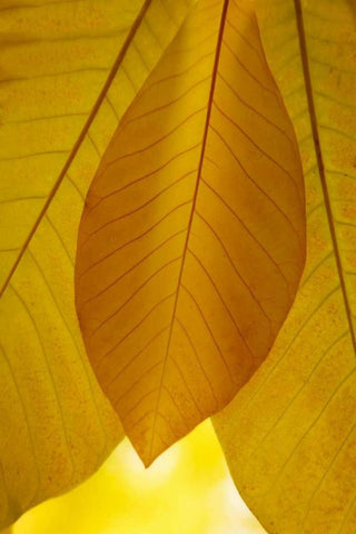 Golden Leafs I White Modern Wood Framed Art Print with Double Matting by Geyman, Vitaly