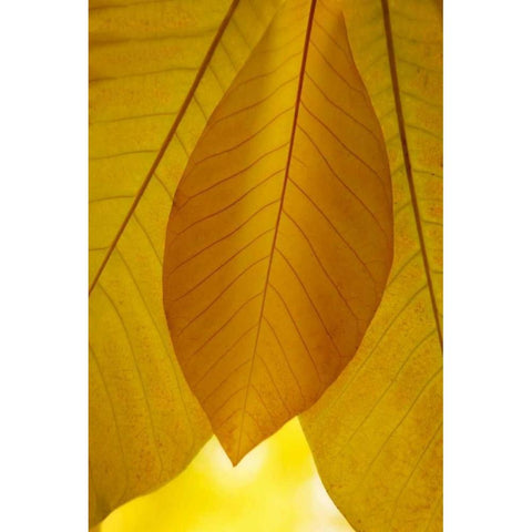 Golden Leafs I Black Modern Wood Framed Art Print by Geyman, Vitaly