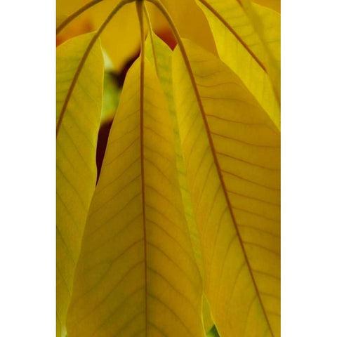 Golden Leafs II Gold Ornate Wood Framed Art Print with Double Matting by Geyman, Vitaly