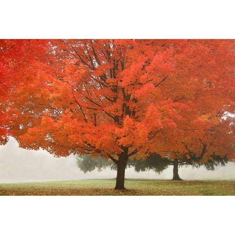 Fall Beauty I Black Modern Wood Framed Art Print by Geyman, Vitaly
