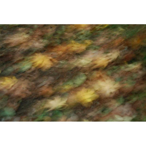 Fall Impressions I Black Modern Wood Framed Art Print by Geyman, Vitaly