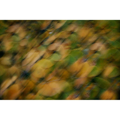 Nature Softness I Gold Ornate Wood Framed Art Print with Double Matting by Geyman, Vitaly