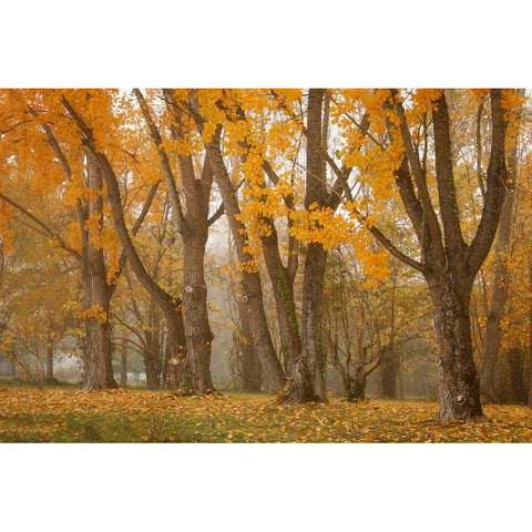 Maple Parade I Gold Ornate Wood Framed Art Print with Double Matting by Geyman, Vitaly