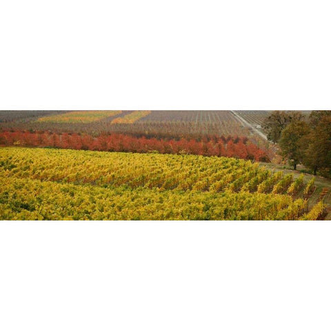 Vineyard Gold Ornate Wood Framed Art Print with Double Matting by Geyman, Vitaly