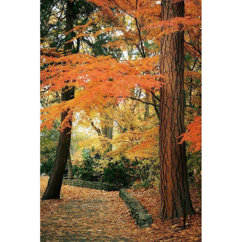 Fall Colors I White Modern Wood Framed Art Print by Geyman, Vitaly