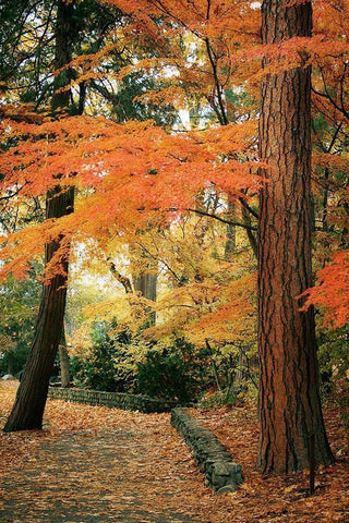 Fall Colors I White Modern Wood Framed Art Print with Double Matting by Geyman, Vitaly