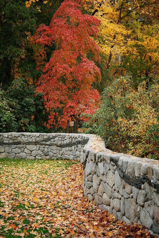 Fall Colors II White Modern Wood Framed Art Print with Double Matting by Geyman, Vitaly