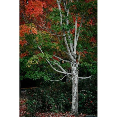 Tree of Life I Black Modern Wood Framed Art Print with Double Matting by Geyman, Vitaly