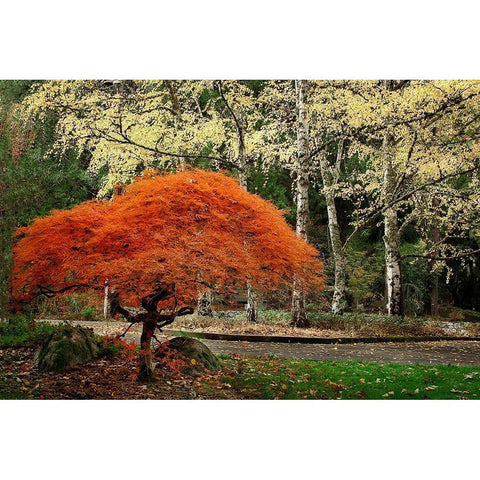 Orange Wonder Gold Ornate Wood Framed Art Print with Double Matting by Geyman, Vitaly