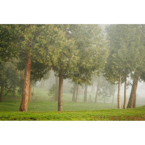 Mystic Woods I White Modern Wood Framed Art Print by Geyman, Vitaly