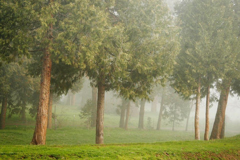 Mystic Woods I Black Ornate Wood Framed Art Print with Double Matting by Geyman, Vitaly