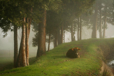 Mystic Woods II White Modern Wood Framed Art Print with Double Matting by Geyman, Vitaly