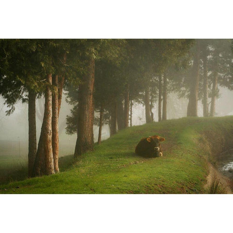 Mystic Woods II White Modern Wood Framed Art Print by Geyman, Vitaly