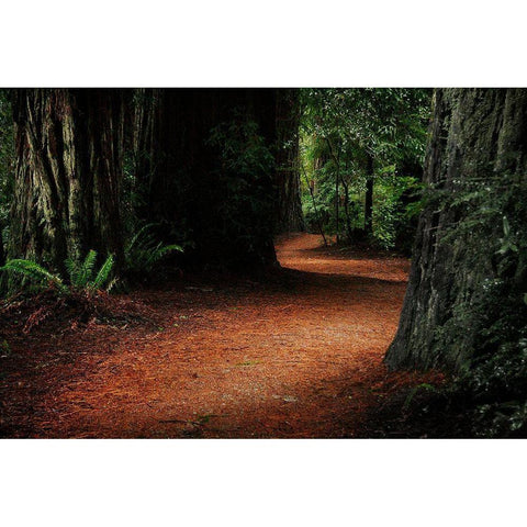 Redwood Mystery Black Modern Wood Framed Art Print with Double Matting by Geyman, Vitaly