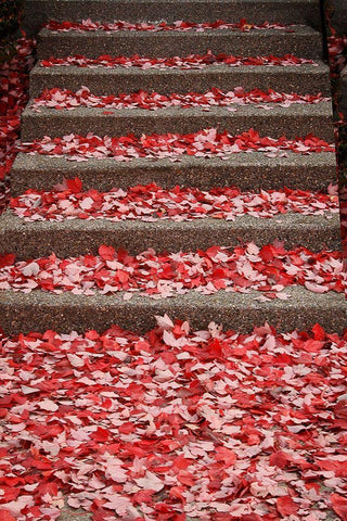 Red Carpet I White Modern Wood Framed Art Print with Double Matting by Geyman, Vitaly