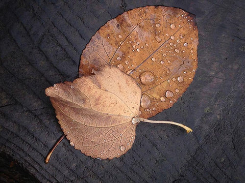 Seasons I White Modern Wood Framed Art Print with Double Matting by Geyman, Vitaly