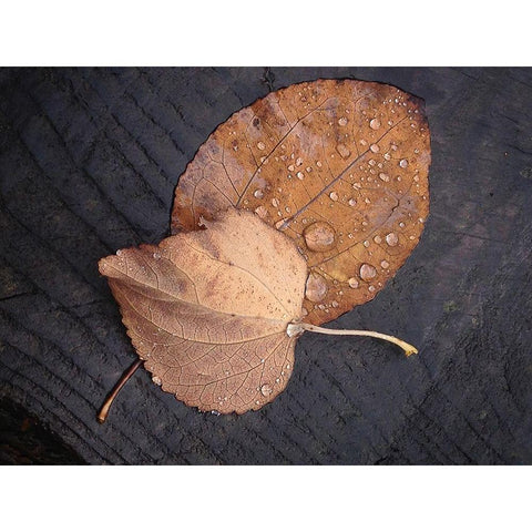 Seasons I White Modern Wood Framed Art Print by Geyman, Vitaly