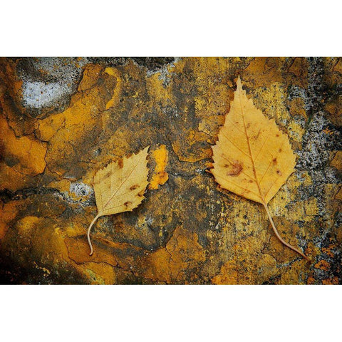 Curb Leaves Black Modern Wood Framed Art Print with Double Matting by Geyman, Vitaly