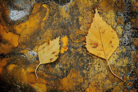 Curb Leaves White Modern Wood Framed Art Print with Double Matting by Geyman, Vitaly