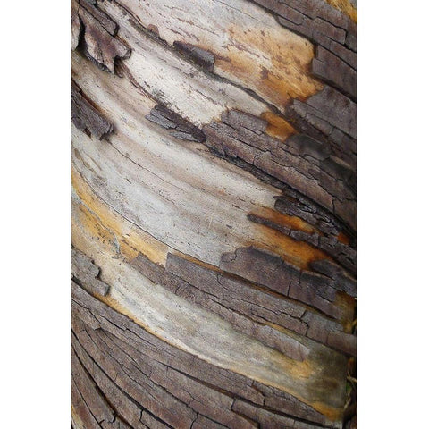 Bark Art I Black Modern Wood Framed Art Print by Geyman, Vitaly