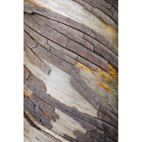 Bark Art II Black Modern Wood Framed Art Print by Geyman, Vitaly