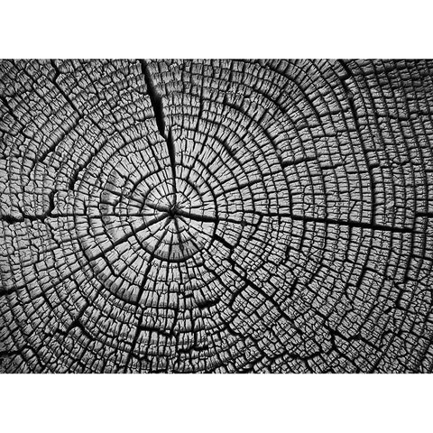 Rings of Life II Black Modern Wood Framed Art Print with Double Matting by Geyman, Vitaly