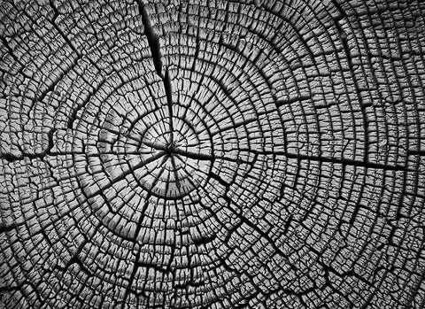 Rings of Life II White Modern Wood Framed Art Print with Double Matting by Geyman, Vitaly