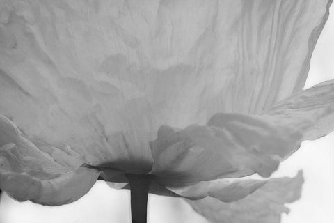 Poppy Elegance I White Modern Wood Framed Art Print with Double Matting by Geyman, Vitaly