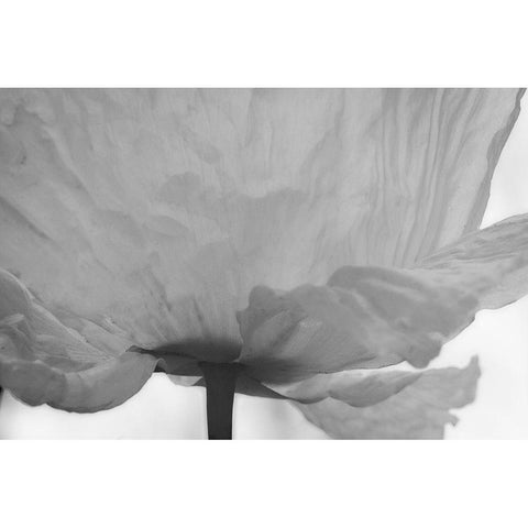 Poppy Elegance I Black Modern Wood Framed Art Print with Double Matting by Geyman, Vitaly