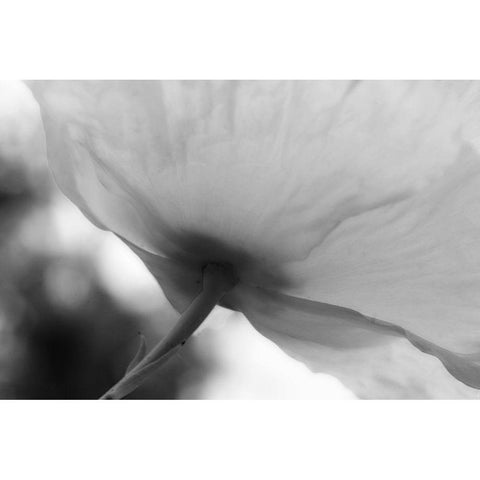 Poppy Elegance II White Modern Wood Framed Art Print by Geyman, Vitaly