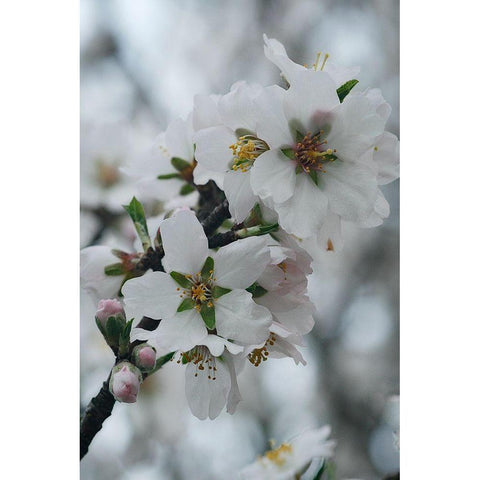 Spring Blossoms I Black Modern Wood Framed Art Print by Geyman, Vitaly