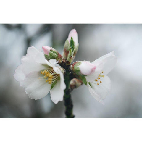 Spring Blossoms III Black Modern Wood Framed Art Print by Geyman, Vitaly