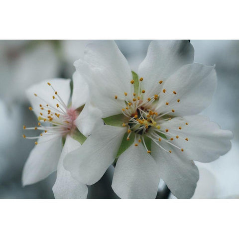 Spring Blossoms IV Black Modern Wood Framed Art Print by Geyman, Vitaly