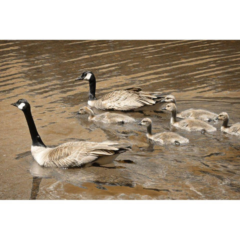 Canadian Geese White Modern Wood Framed Art Print by Geyman, Vitaly