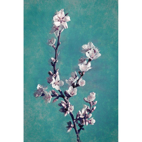 Spring Blossoms on Teal Black Modern Wood Framed Art Print with Double Matting by Geyman, Vitaly