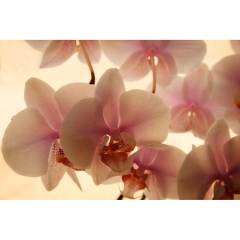 Pure Orchids Black Modern Wood Framed Art Print by Geyman, Vitaly