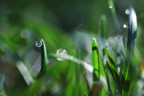Dew Drops I White Modern Wood Framed Art Print with Double Matting by White, Leesa