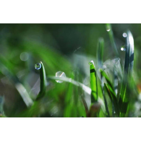 Dew Drops I Gold Ornate Wood Framed Art Print with Double Matting by White, Leesa