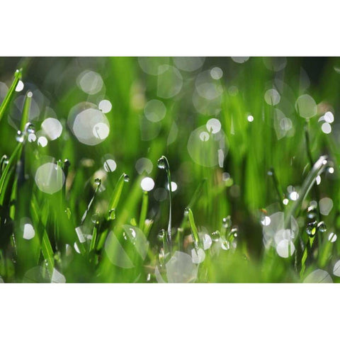 Dew Drops II Black Modern Wood Framed Art Print with Double Matting by White, Leesa