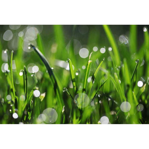 Dew Drops III White Modern Wood Framed Art Print by White, Leesa