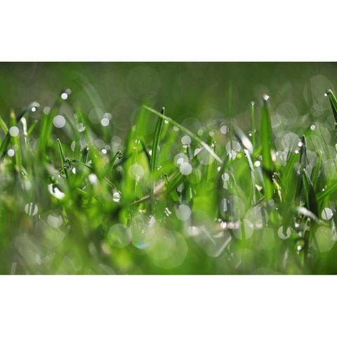Dew Drops IV Black Modern Wood Framed Art Print with Double Matting by White, Leesa