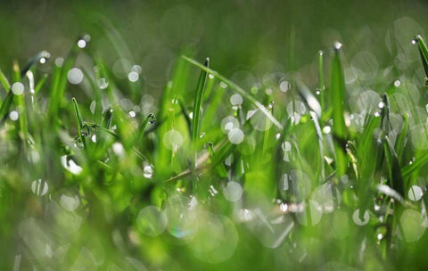 Dew Drops IV White Modern Wood Framed Art Print with Double Matting by White, Leesa