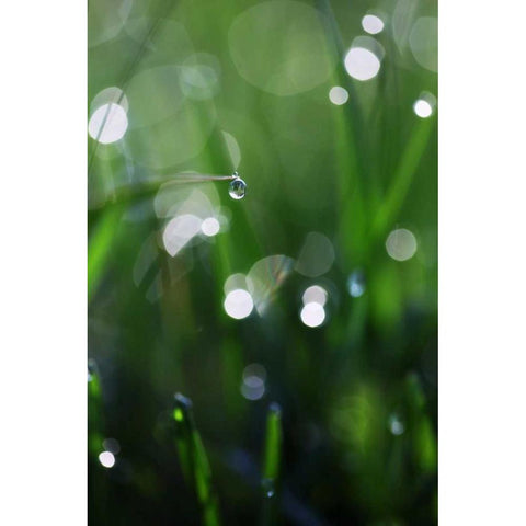 Dew Drops V Gold Ornate Wood Framed Art Print with Double Matting by White, Leesa