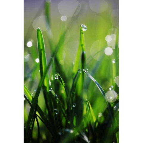 Dew Drops VI White Modern Wood Framed Art Print by White, Leesa