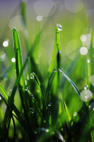 Dew Drops VI White Modern Wood Framed Art Print with Double Matting by White, Leesa