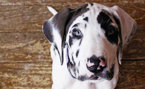 Grace II Black Ornate Wood Framed Art Print with Double Matting by White, Leesa