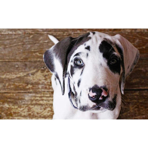 Grace II Black Modern Wood Framed Art Print by White, Leesa